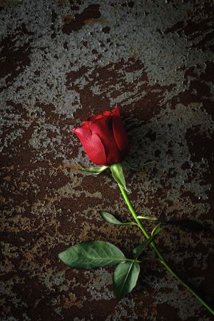 red roses with dark background