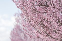 Blooming cherry trees in blurred background