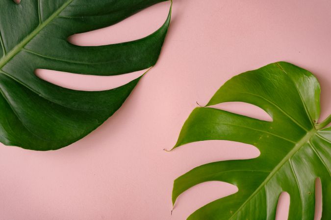 Monstera leaves on pastel coral background