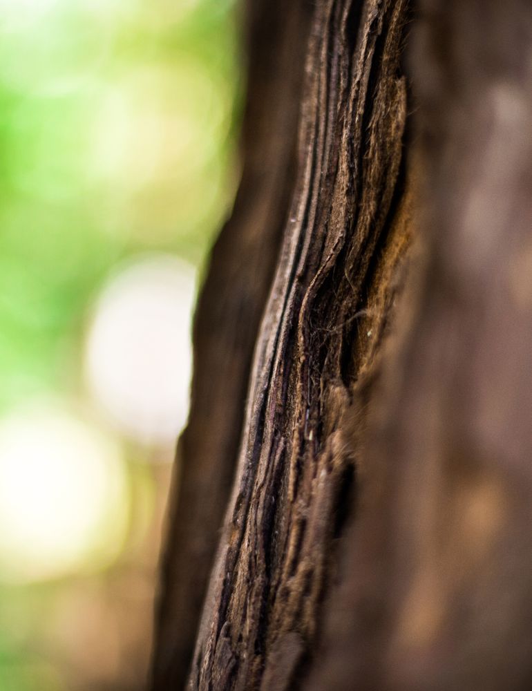 Texture of tree bark