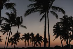 Palms at sunset against cloudy sky in city