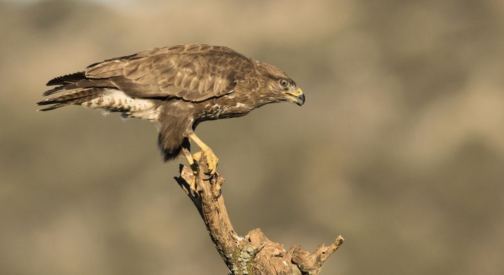 Furious wild eagle