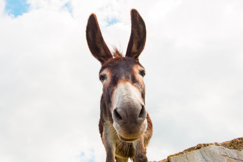 View to donkey standing at cloudy background