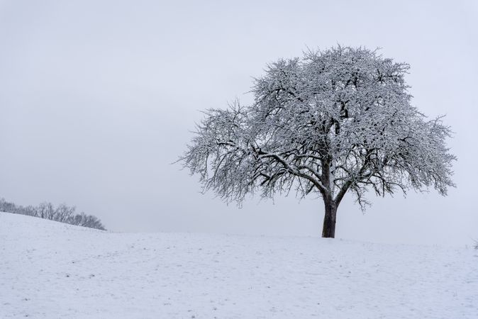 Winter scenery with a single tree on a snowy hill
