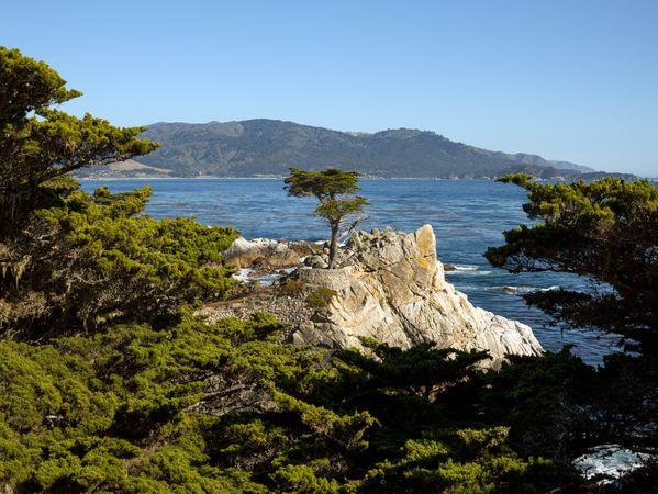 Cypress trees along rocky Northern California coast