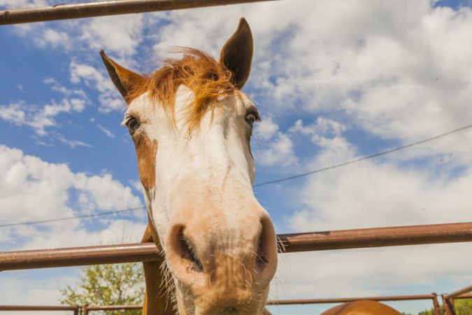 Brown horse standing behind paddock fence