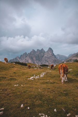 Cow grazing on pasture in during cloudy weather
