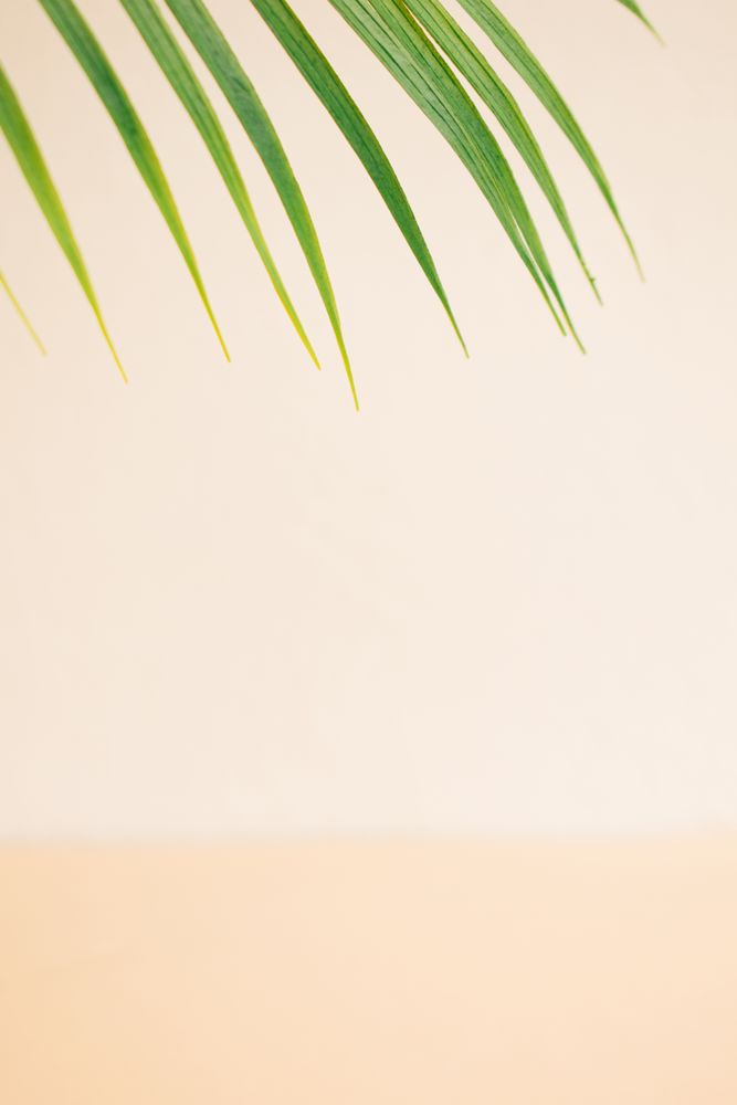 Palm leaf atop a neutral beige background with copy space