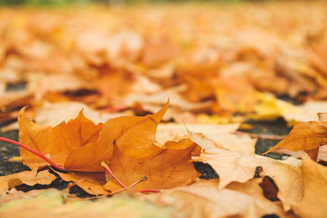 Fallen autumn leaves on whole background, space for text