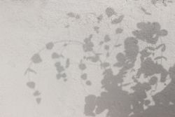 Aesthetic shadows of branches on neutral beige wall background