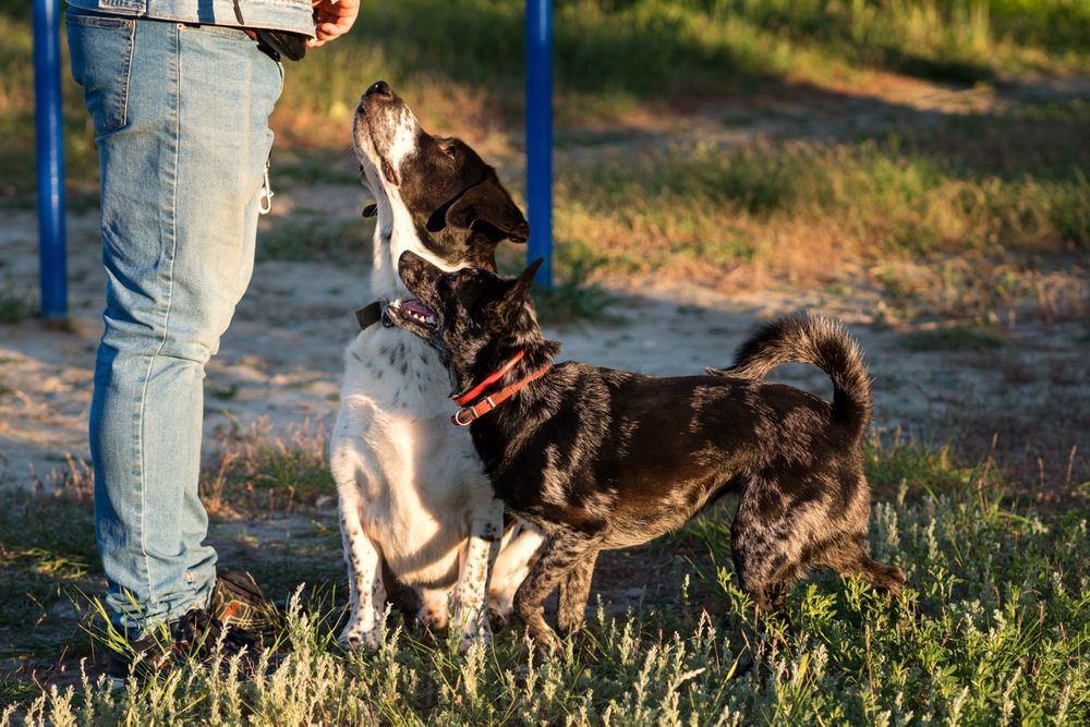 dog and hound looking up attentively at owner.