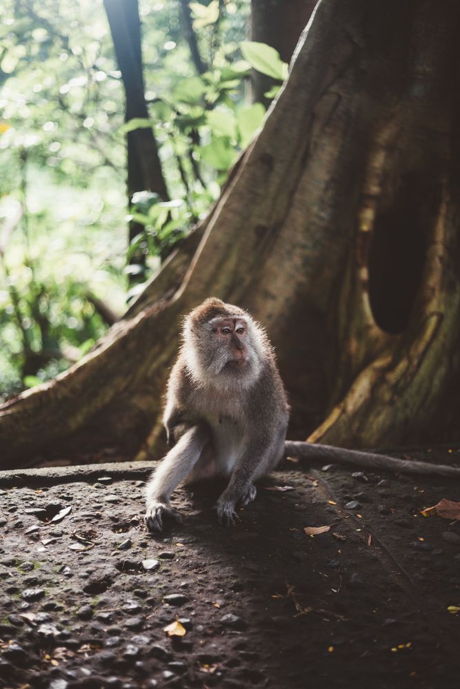 Cute monkey on stone ground in tropical woods