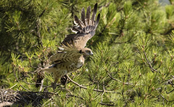 Eagle flying on coniferous tree in sunny day