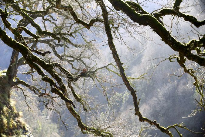 Green branches covered with moss