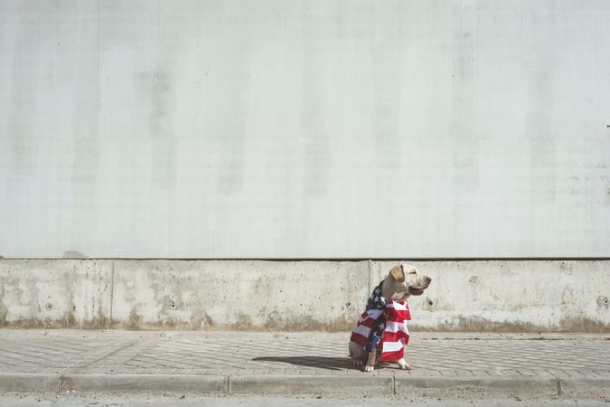 Dog covered with American flag sitting on pavement