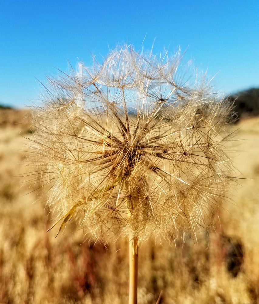 Dandelion in a field