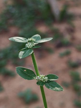 Small plant stem with few leaves growing from red soil showing resilience and natural growth process