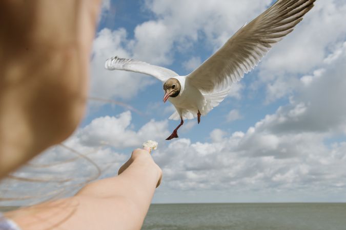 Woman feeding seagull on coast