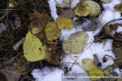 Leaves and a patch of snow in Lost 40 Scientific and Natural Area in Minnesota 4O6qL5
