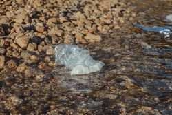 Plastic bottle lying on seashore