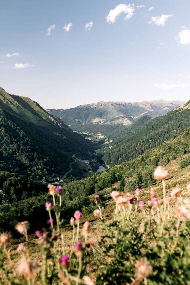 Pink flower in sunlight in hilly valley