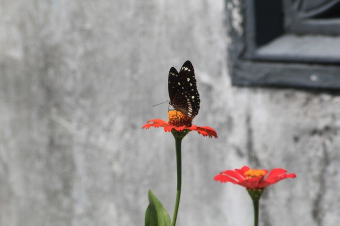 Butterfly And Flower