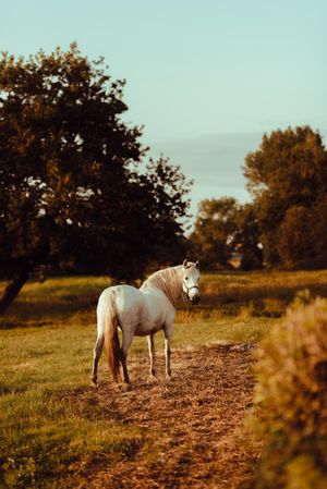 Horse grazing in meadow near tree
