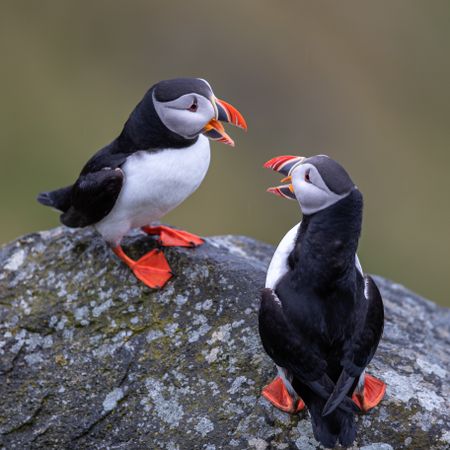 Two Atlantic puffin perching on rock