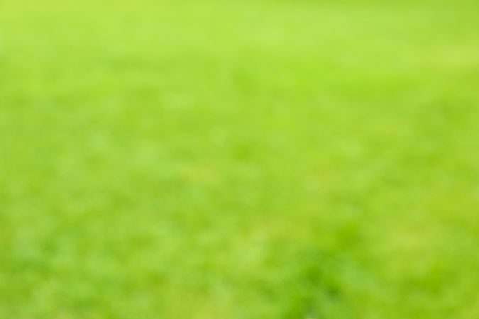 Fresh green grass texture. Blurred background, space for text