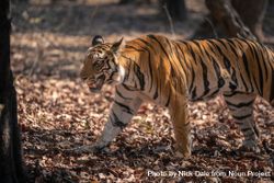 Bengal Tiger Prowling Through Woods With Autumn Leaves - Free Photo ...