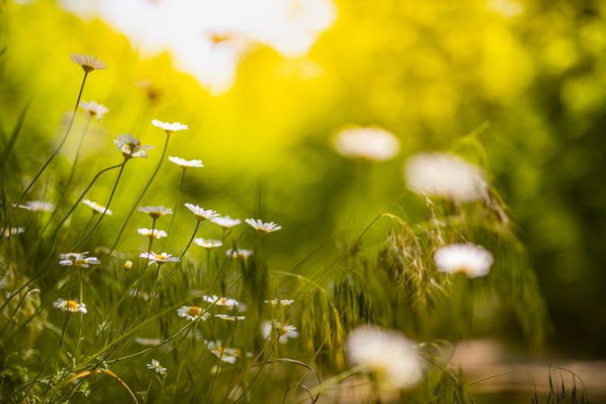 Daisies in a green bright field