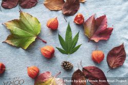 Autumn spread of physalis fruit, seasonal leaves and marijuana leaves 4dQMQb