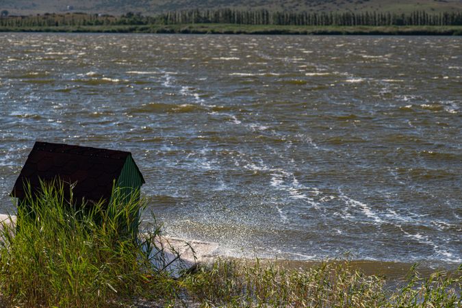 Cane plant on the Lisi lake