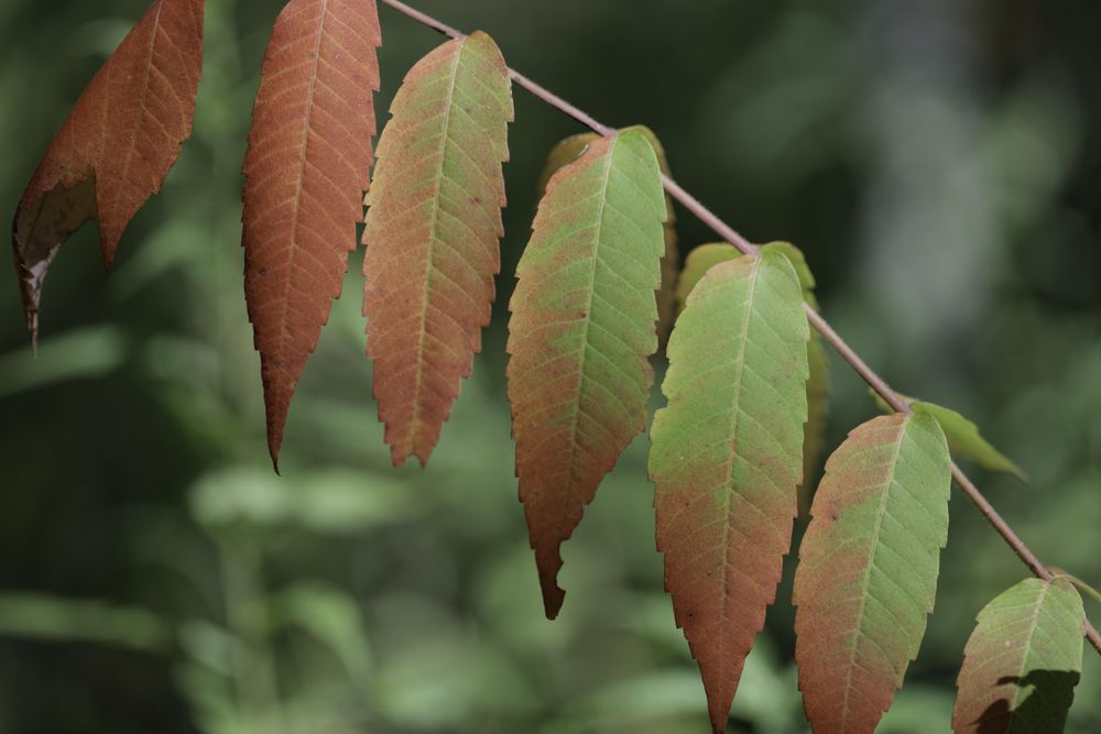 A branch of green leaves turning to red
