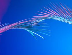 Tropical leaves in bold pink and blue gradient holographic neon colors on bright blue background