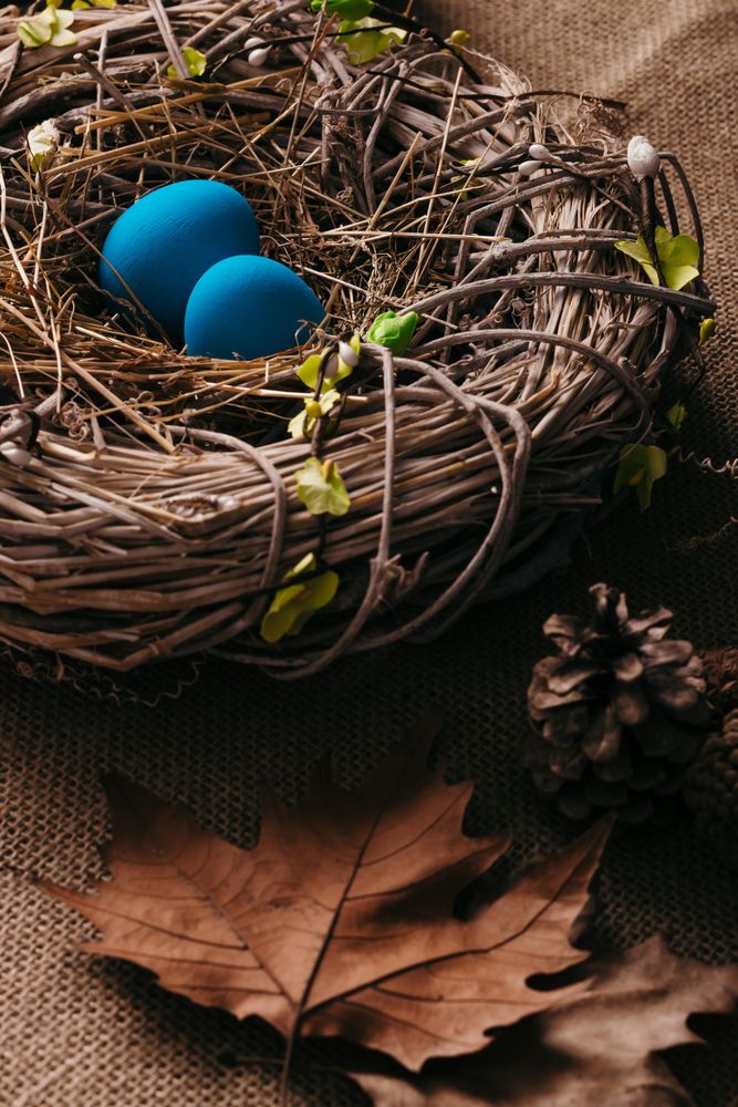 Blue eggs in bird nest
