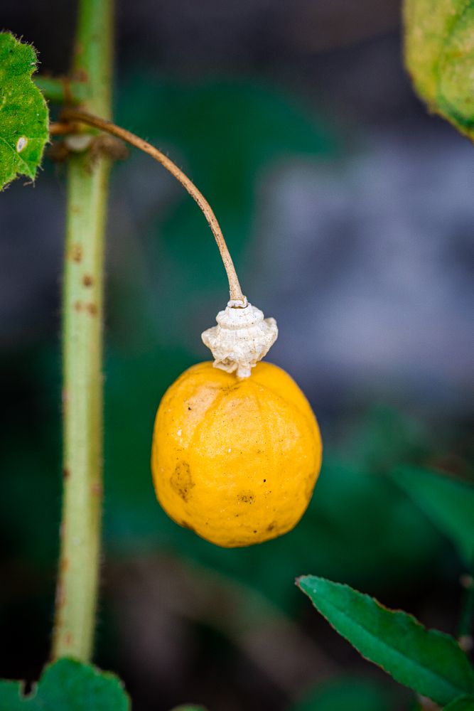 Passiflora foetida