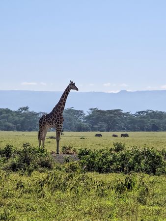 Giraffe standing in Kenya savanna with rhinos grazing in background