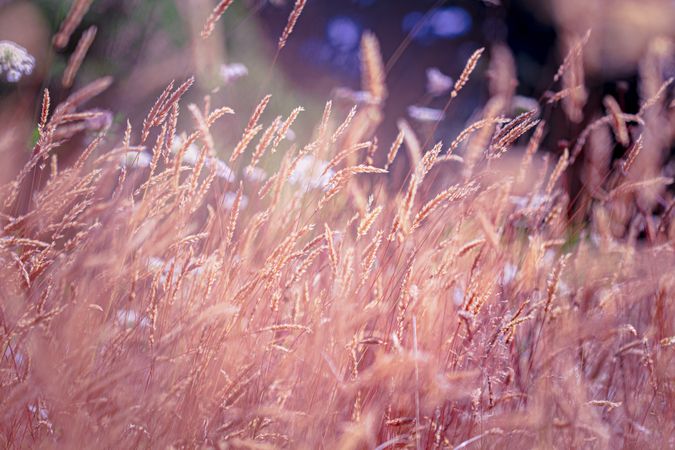 Close up of dried plants of grain