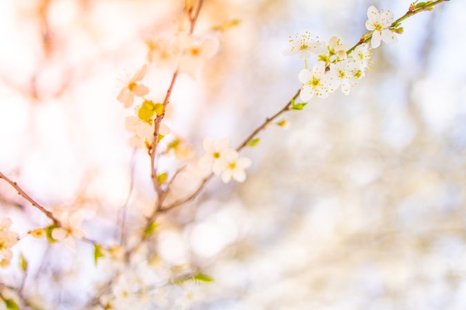Delicate cherry blossom flowers on branch