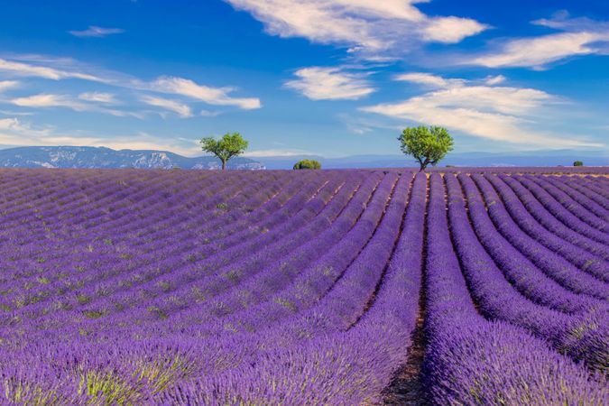 Beautiful lavender field in rows with trees on a nice day