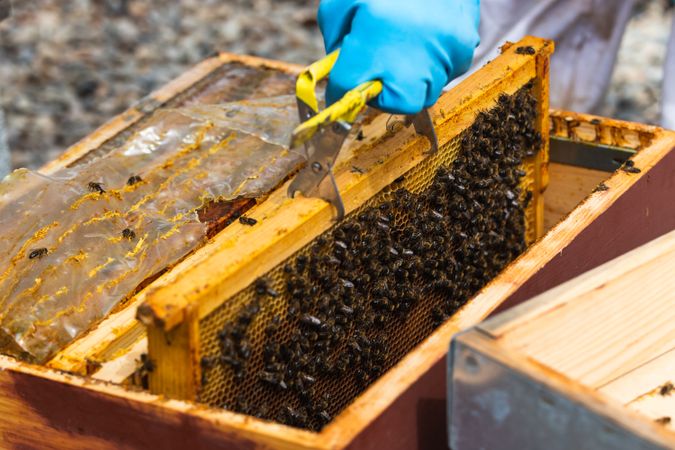Anonymous beekeeper with honeycomb in apiary