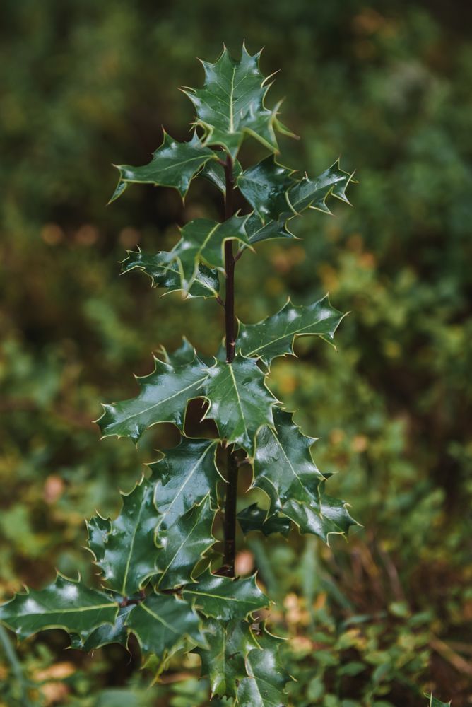 Green plant with ornamental leaves in forest