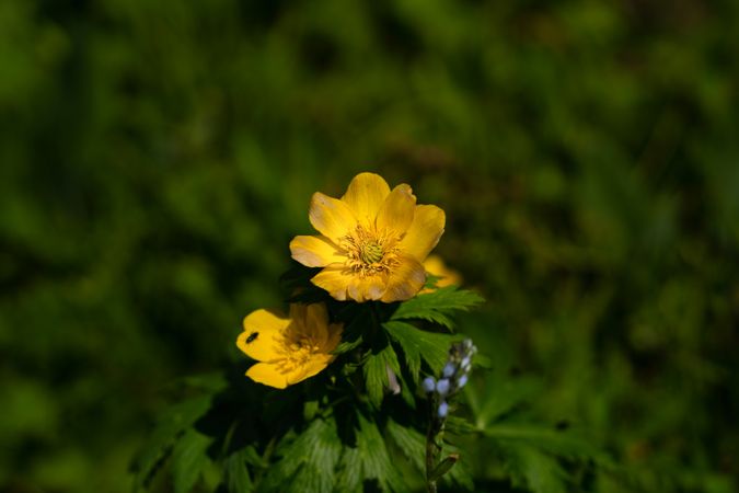 Yellow flowers blooming in lush green foliage.