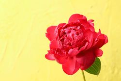 Beautiful peony on color background, space for text and closeup
