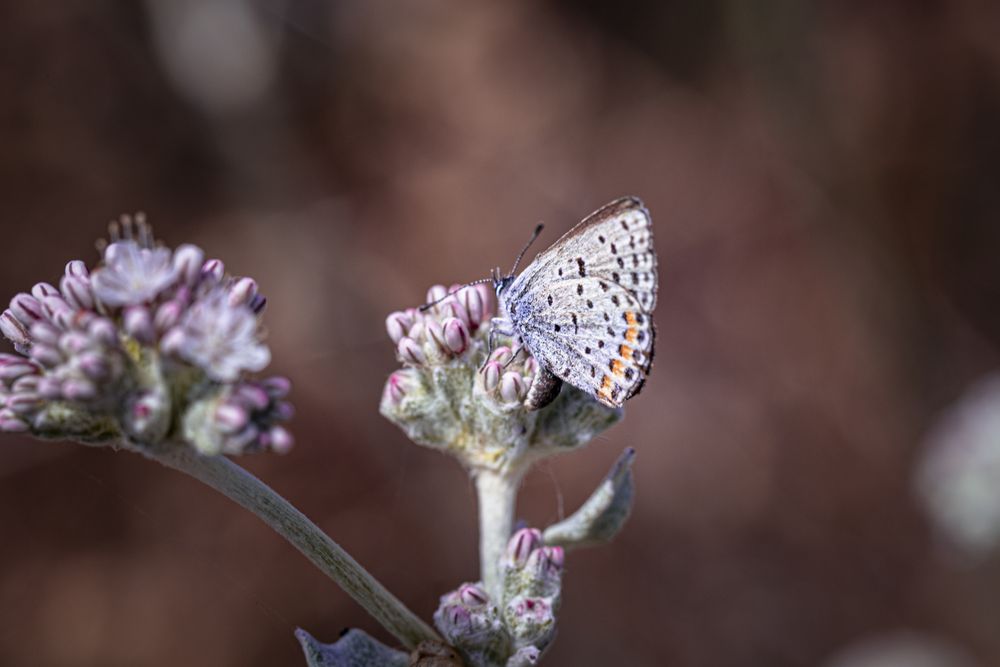 Side view butterfly on green and pink plant with selective focus