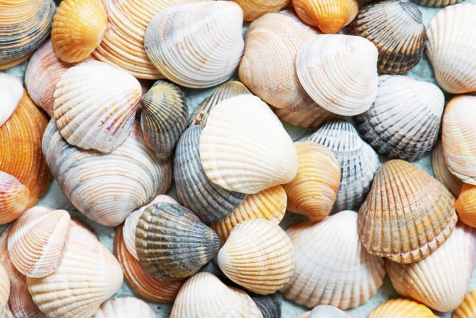 Top view of mixed seashells