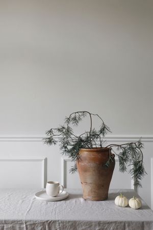 Pine tree branches in old clay vase with cup of coffee and mini pumpkins