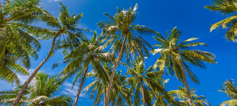 Looking up at palm tree canopy, wide