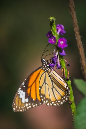 A beautiful Striped Tiger Butterfly on tarpeta flowers at a forest area in Mumbai, India